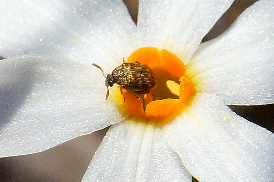 Coleottero dorato: Bruchinae sp.